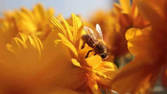 Bienen nützliche Insekten Garten